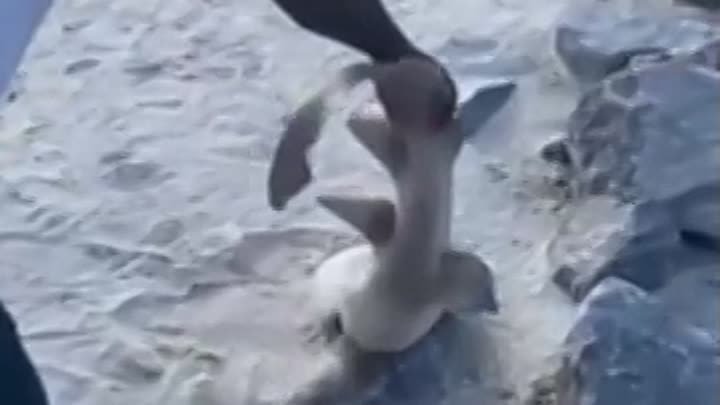 Парень спас застрявшую в песке акулу