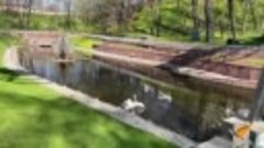 Впервые на видео: гомельские лебеди возвращаются в пруд посл...