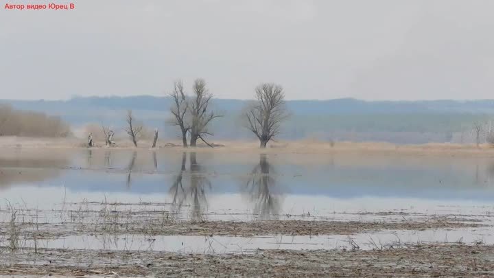 Жизнь и Природа Весеннего Разлива. Глушковский район. 4-5 апреля 202 ...