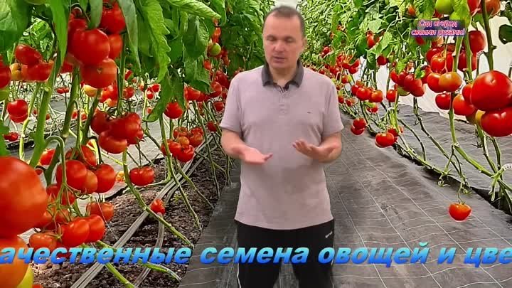 Когда посеять томаты на рассаду- точные сроки для посева семян!