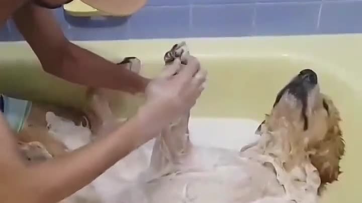 Любитель полежать в ванне ￼))