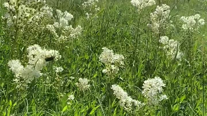 Таволга (лабазник) звук лета! 🔉🌿