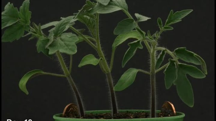 Time Lapse - Tomato Plant HD