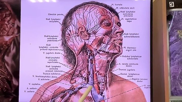 Лимфоузлы головы расположение схема Лимфоузлы головы расположение схема
