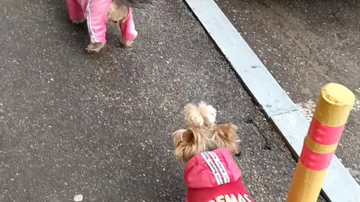 Мои деФчёнки Стася и Буся. 💓🐾🐾