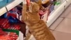 Кот воришка. Наглый кот ест колбасу с прилавка в магазине.