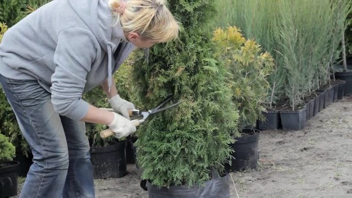 Как можно подстричь туи фото Как можно подстричь туи фото