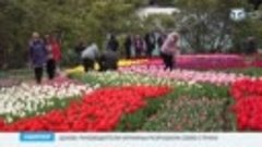 В Никитском ботаническом саду открылся парад тюльпанов