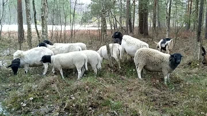 Наши овечки дорпер - март 23. ЛПХ Юрия и Светланы Сенецких.Московска ...