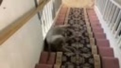 Он нашел способ сделать спуск по лестнице веселым