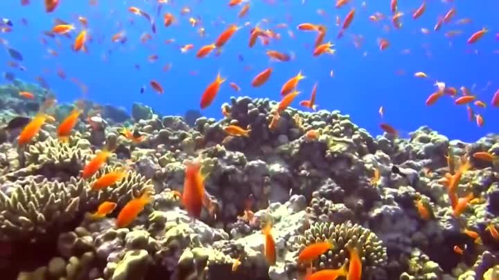 This is Egypt. Морские глубины Египта. Подводный мир