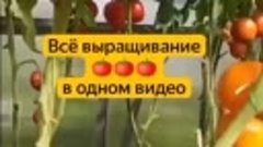 Все выращивание томатов в одном видео 🍅