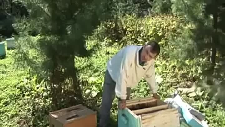 Десять главных ошибок пчеловода