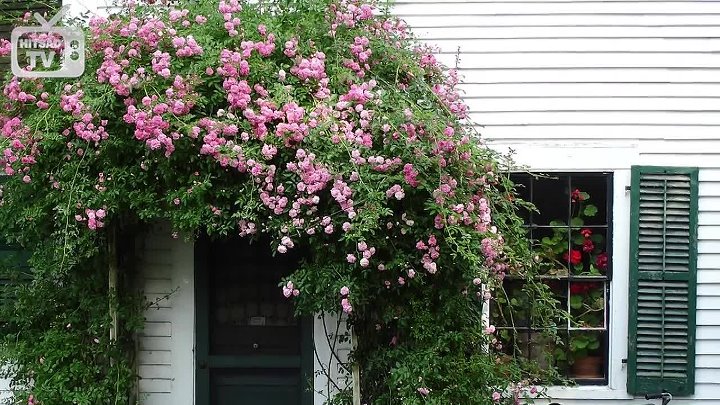 Калистегия фото в ландшафтном дизайне Калистегия фото в ландшафтном дизайне