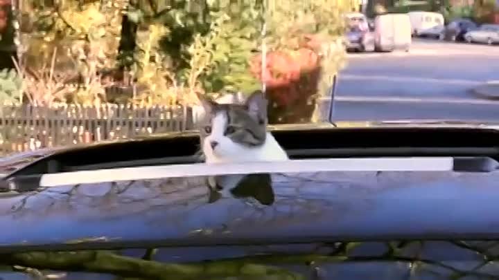 Mitsubishi Cat - Вы знаете, что котам начали выдавать права? :)