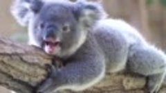Милый малыш коалы