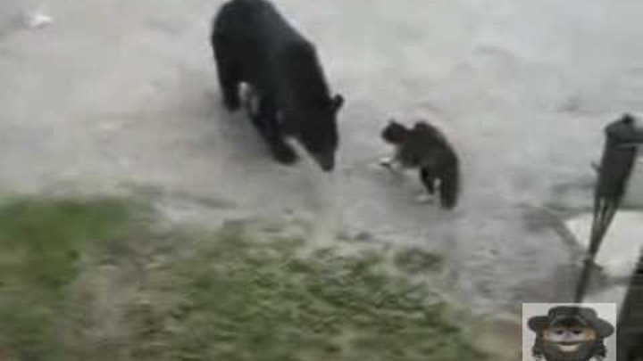 Видео медведи против. Медведь воришка. Собака против медведя прикол. Бабка прогнала медведей. Баллончик против медведя.