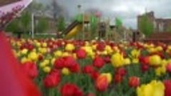 Парад тюльпанов в Усть-Донецком
