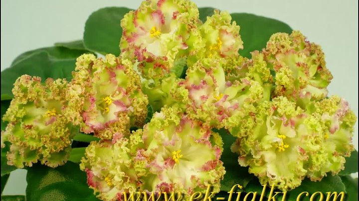 Веселая клумба фиалка фото Веселая клумба фиалка фото