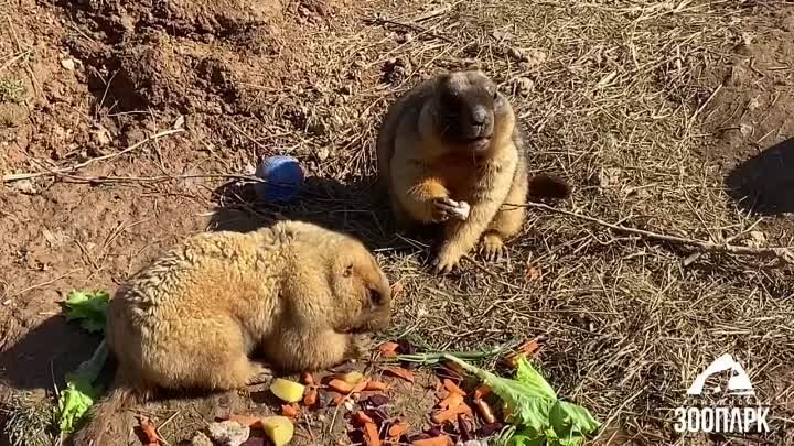 челябинский зоопарк