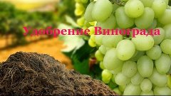 Удобрение и подкормка винограда весной и осенью.