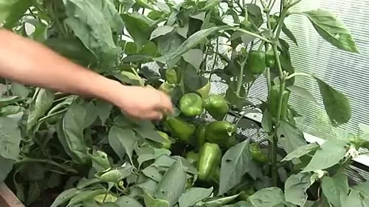 Урожай перцев в природном земледелии