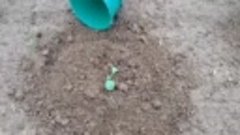 Как вырастить огромную капусту
