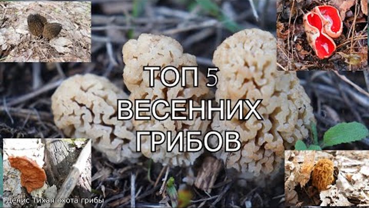 ТОП 5 весенних грибов
