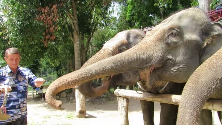 Thailand. Krabi. Кормление слонов.