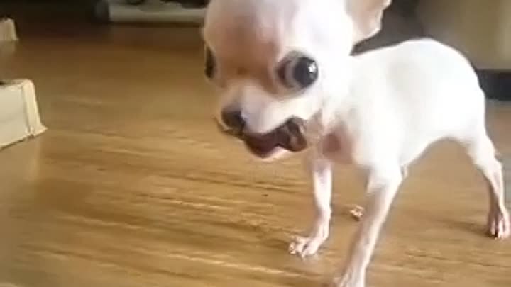 Очень храбрый маленький щенок чихуахуа