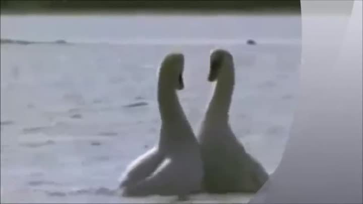 Красивый танец лебедей
