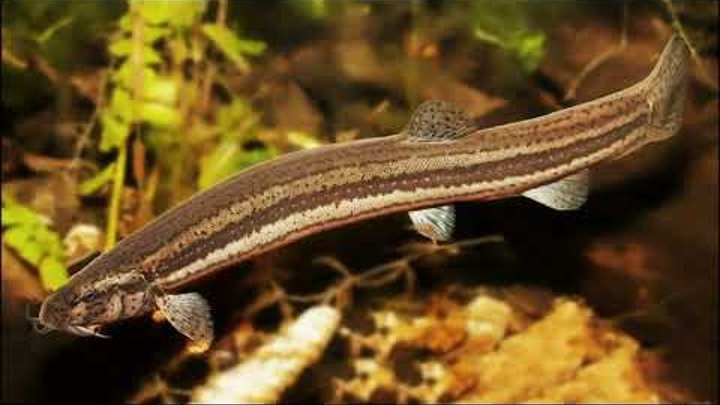 Как выглядит рыба вьюн Как выглядит рыба вьюн