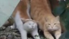 Видео от котомании ✨ 💞 😹