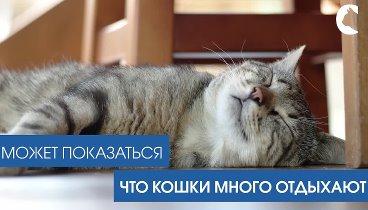 Молодость кошки на долгие годы