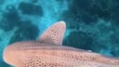  Леопардовая акула, она же калифорнийская тройнозубая акула ...