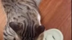 Видео от котомании 😍 💗 😺