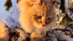 Видео от котомании ✨ 💞 😹