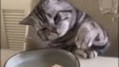 Видео от котомании 💎 💖 😹