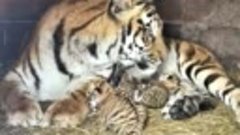 Тигрица Багира из барнаульского зоопарка стала матерью