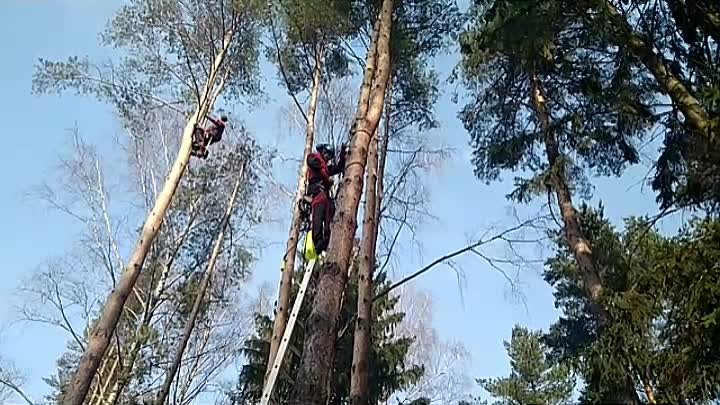 www.tree-work.ru
Началась сезонная обработка сосен от лубоеда (корое ...