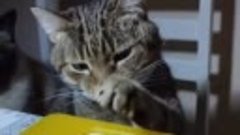 Видео от котомании 😍 💓 🐾