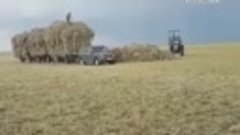 В сети появилось видео, на котором алтайские крестьяне везут...