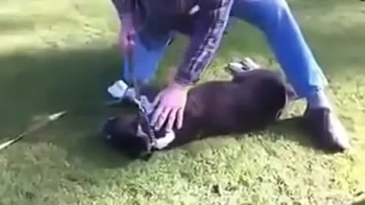 Мужчина спас собаку. Настоящий ЧЕЛОВЕК!