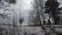 вырубленный лес д. Козловка