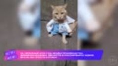 Mews News | Кошачья подборка