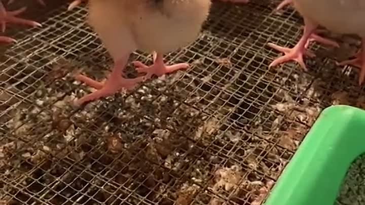 Как вырастить здоровых цыплят