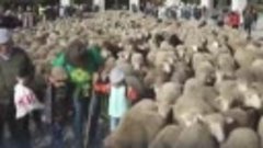 Невероятные приключения овечек в Испании