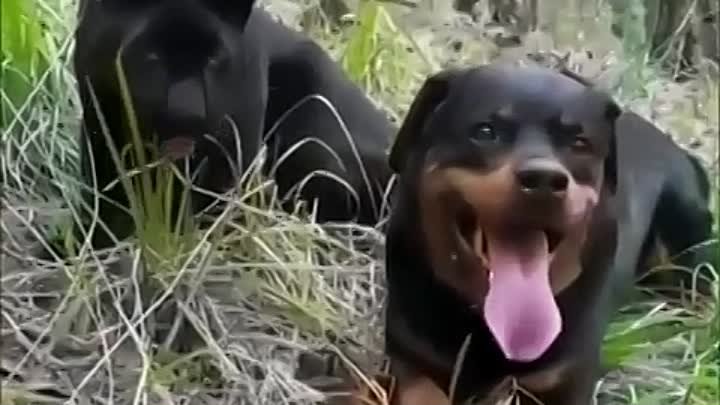 Пантера и собакен нашли общий язык