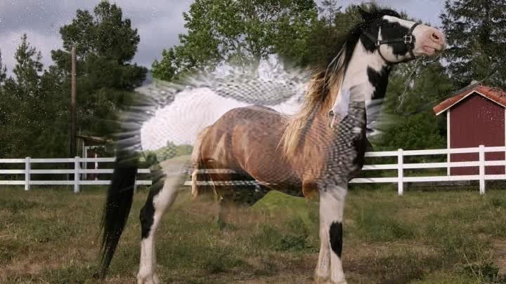 Красивые лошади мира  Beautiful horse world 720p