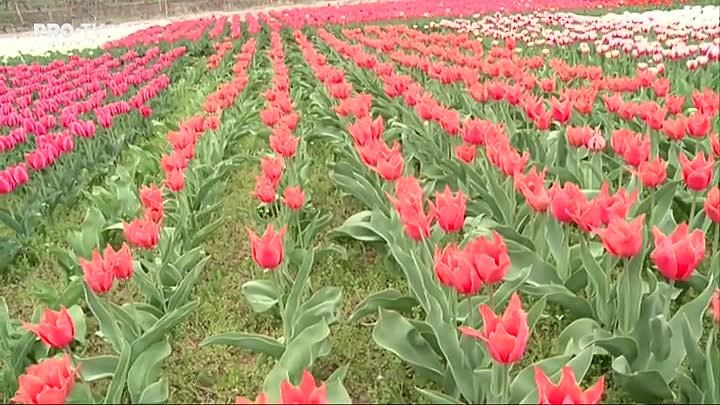 Un covor format din mii de lalele si narcise se asterne pe un camp de aproape un hectar, la Bardar. Povestea fermierului care si-a "tesut" covorul de flori mai bine de 30 de ani si si-a facut din asta o afacere prospera